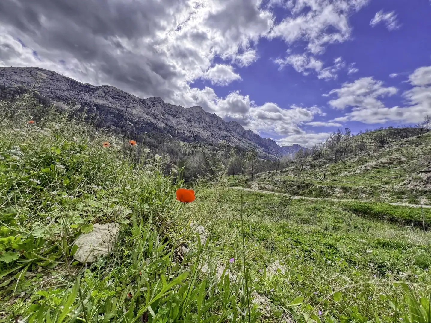 Garden of Residential for sale in Tàrbena
