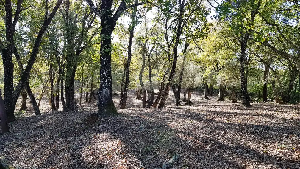 Vista exterior de Finca rústica en venta en Galaroza con Calefacción, Jardín privado y Terraza