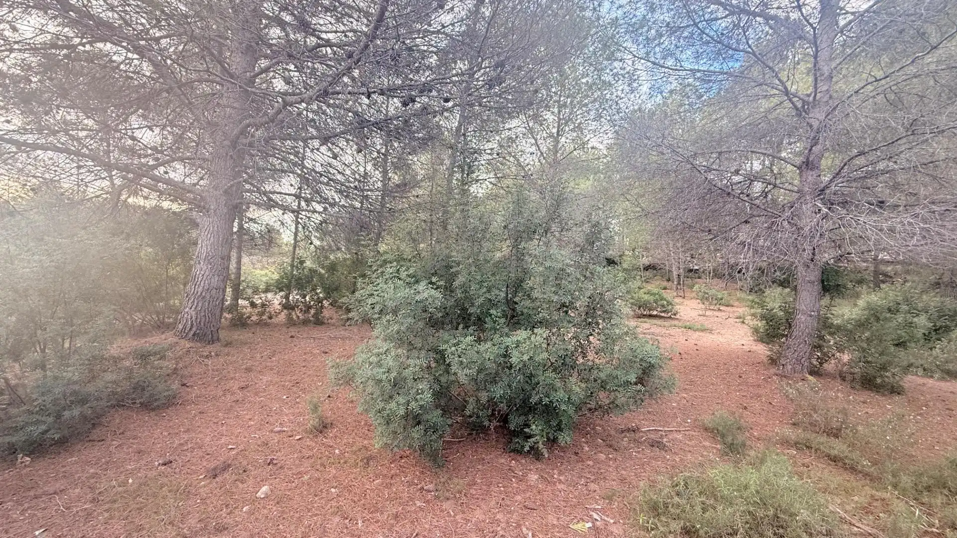 Terreny residencial en venda a Albalat dels Tarongers, imagen 6