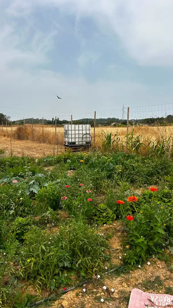 Rural land for sale in Sineu, imagen 6