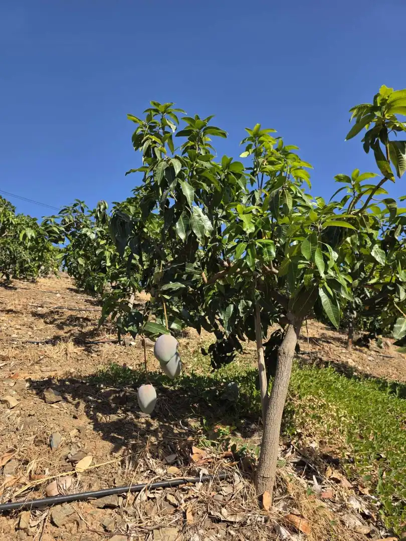 Jardín de Finca rústica en venta en Benamocarra con Terraza y Piscina