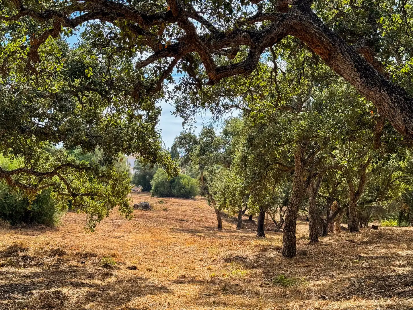 Grundstücke und Bauplätze zum Verkauf in Sotogrande Alto, imagen 10