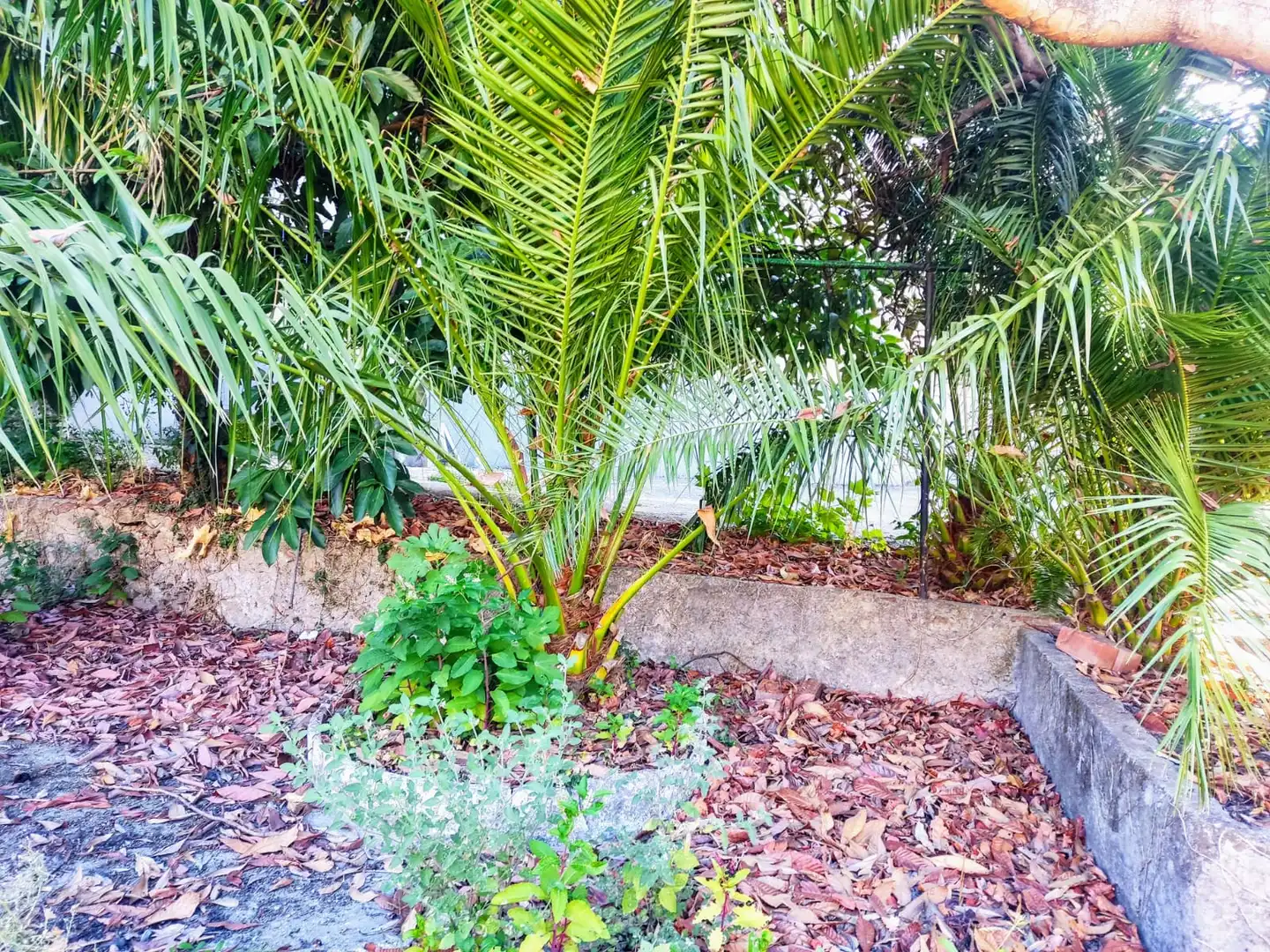Jardí de Casa o xalet en venda en Jarandilla de la Vera amb Jardí privat