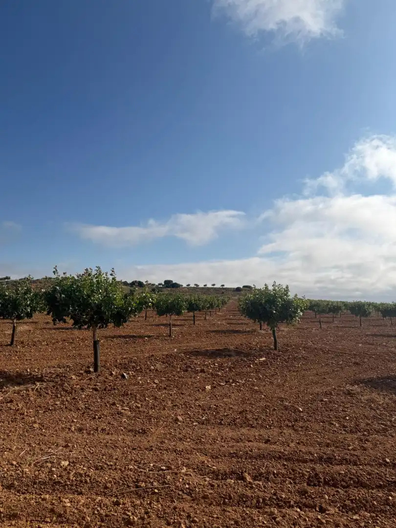 Terreno en venta en Iniesta