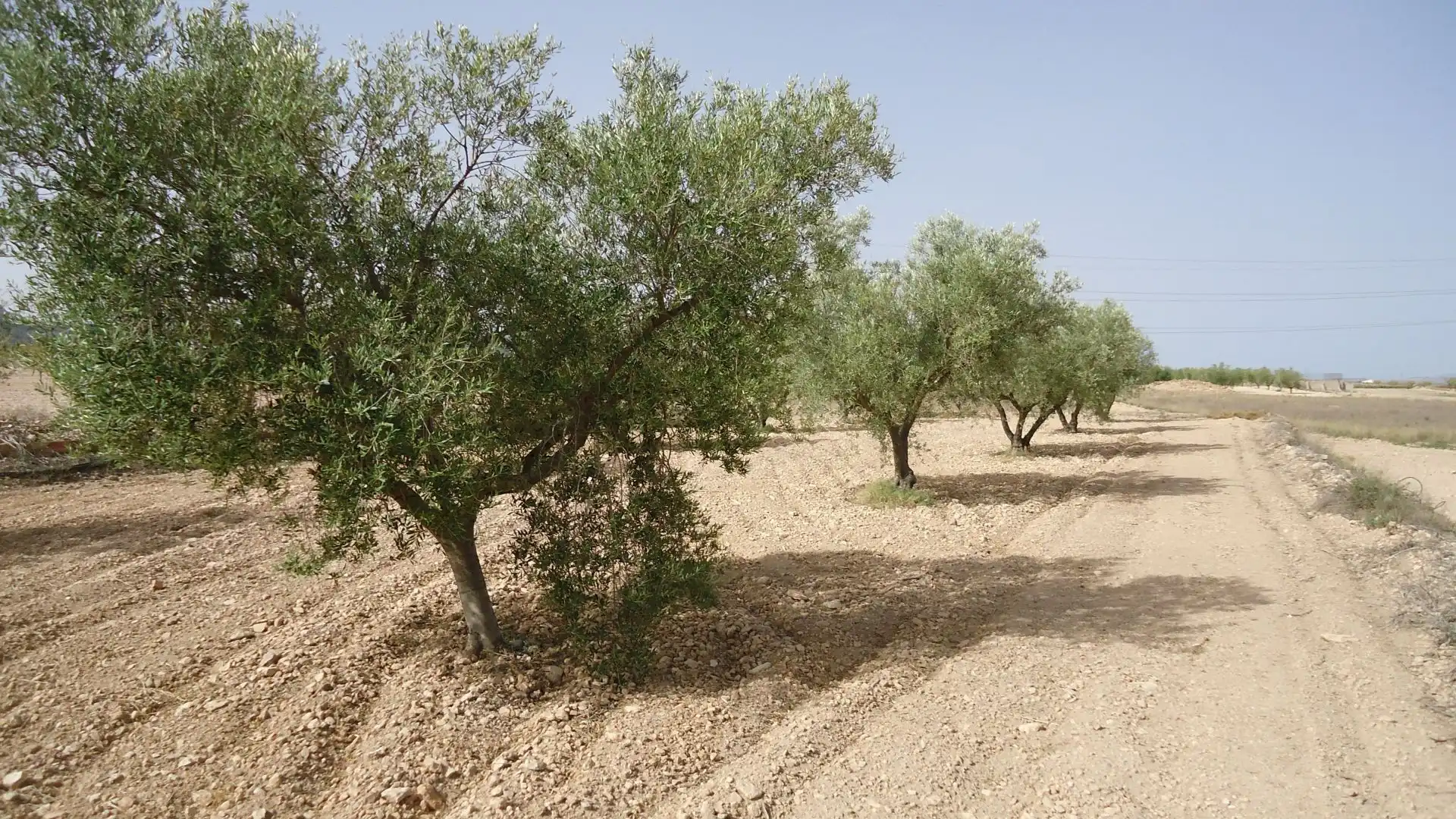Rustikales Grundstück zum Verkauf in Jumilla, imagen 2