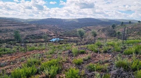 Finca de alcornoques en Higuera de la Sierra