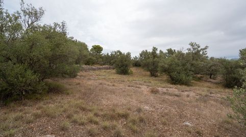 Finca rústica sin ninguna edificación y buen acceso