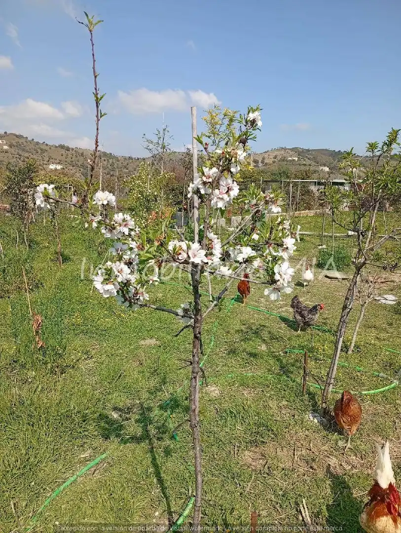 Jardí de Casa o xalet en venda en Coín