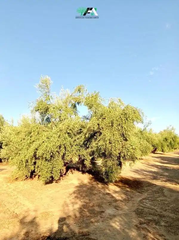 Jardín de Terreno en venta en Torrubia