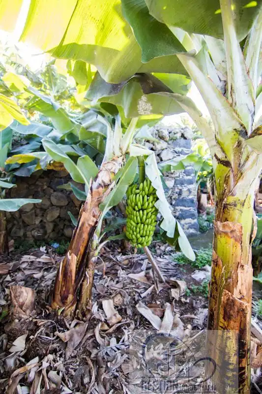Jardín de Finca rústica en venta en Puerto de la Cruz