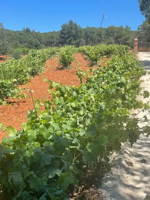 Land for sale in Sant Joan de Labritja