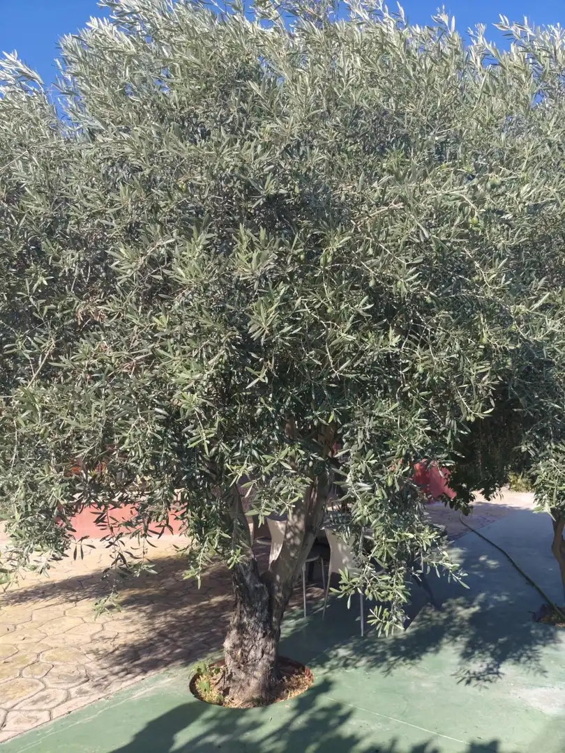 Garden of Country homes for sale in Sax  with Private garden, Storage room and Swimming Pool