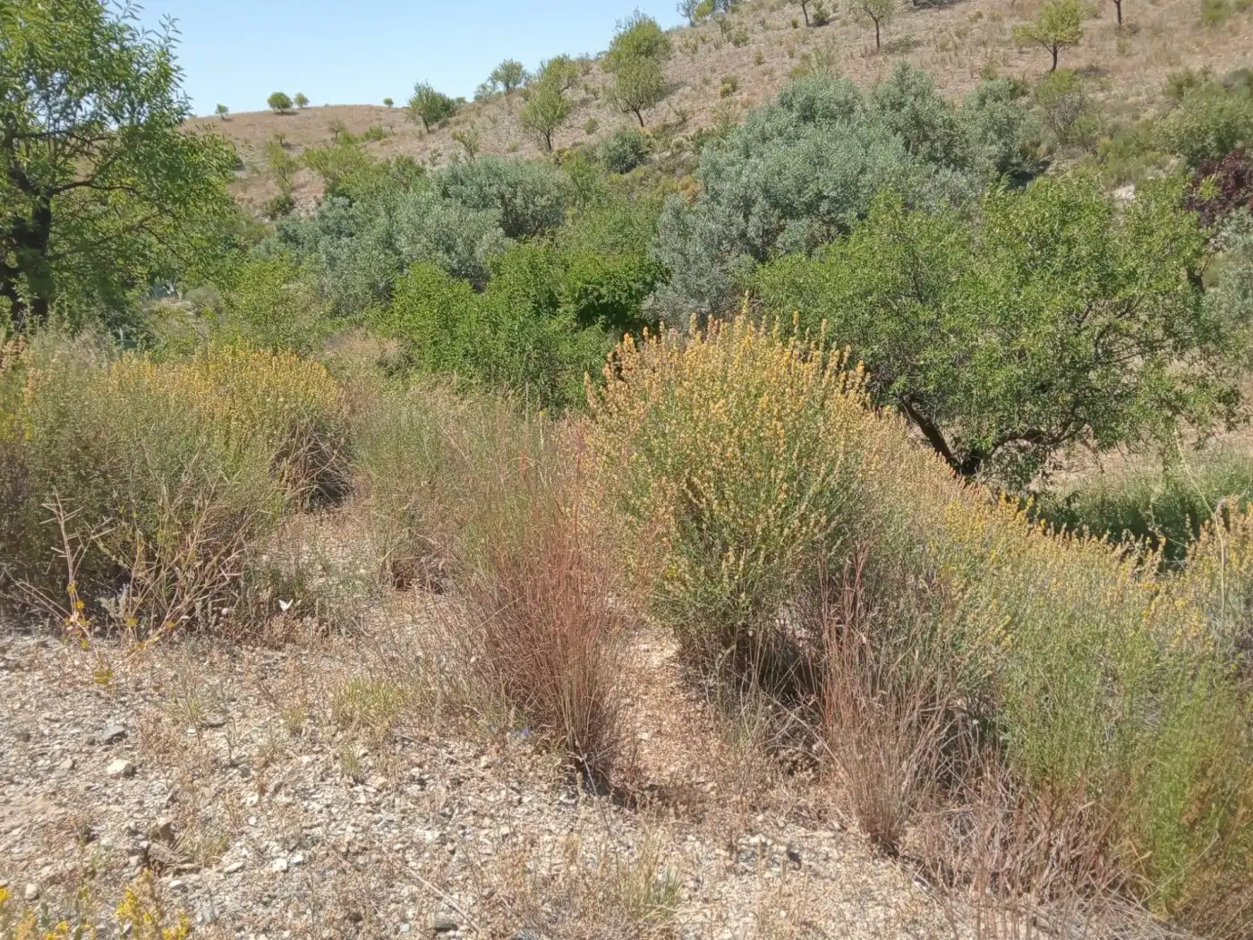Country homes for sale in Puerto Lumbreras