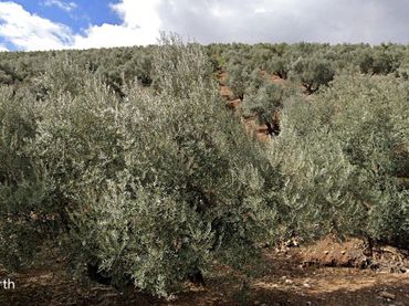 Rural land for sale in Santisteban del Puerto