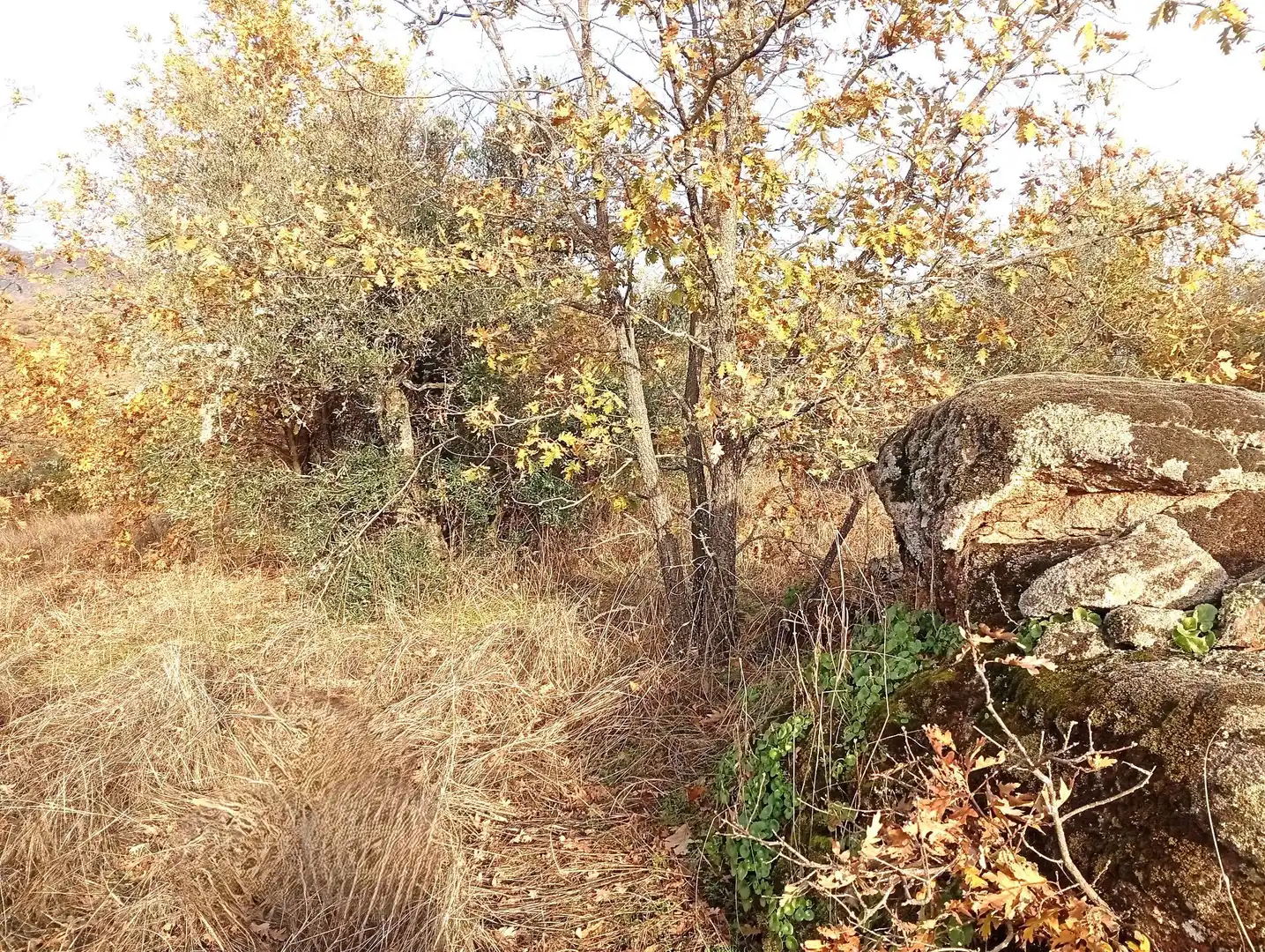 Terreni e lotti in vendita a Viandar de la Vera, imagen 46