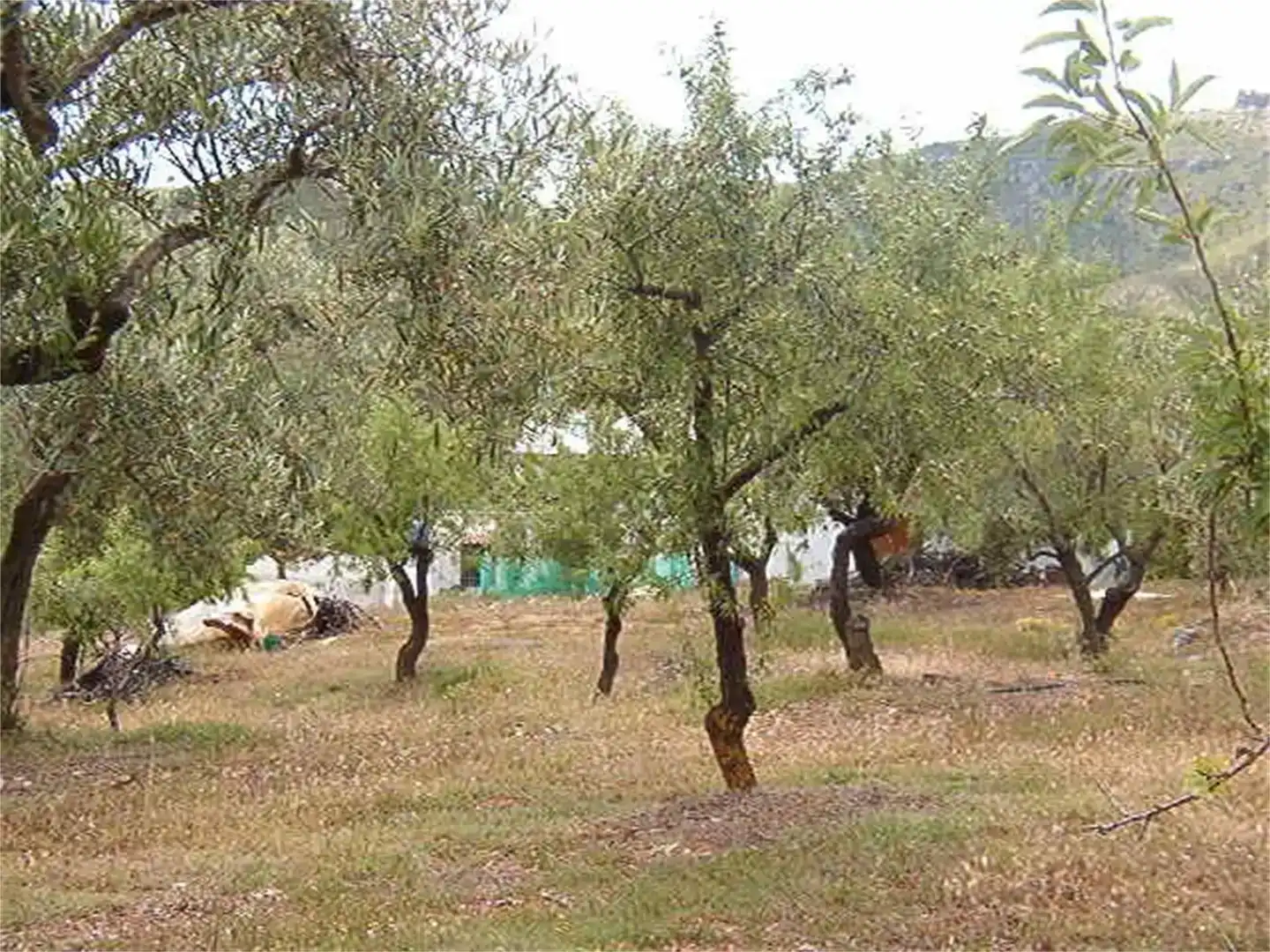 Jardín de Terreno en venta en Los Guájares