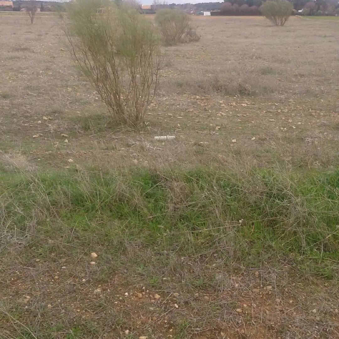 Terreno rústico en venta en Carrión de Calatrava, imagen 4