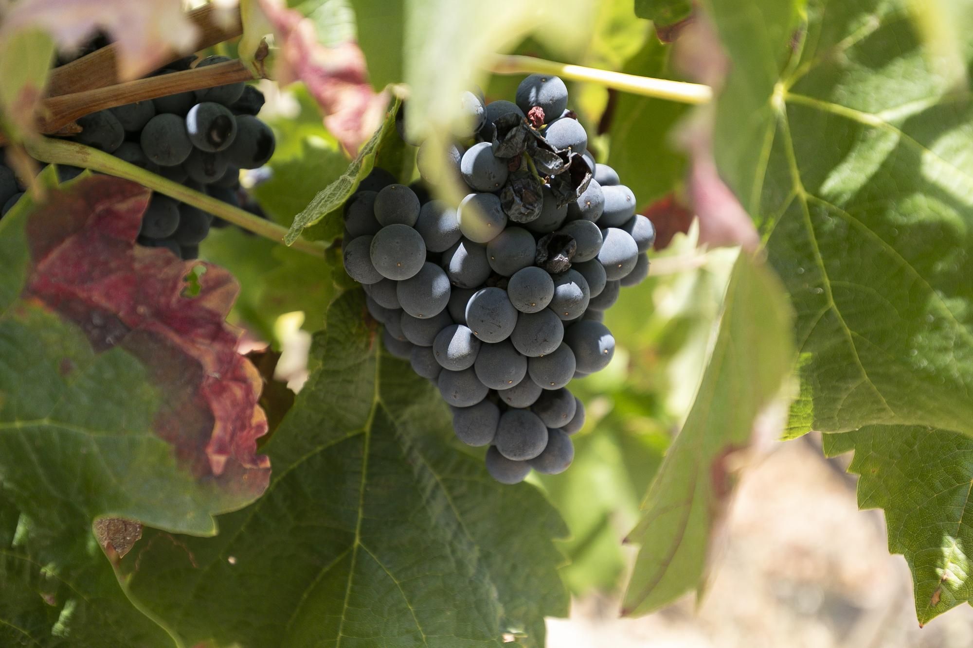Jardí de Local en venda en  Granada Capital