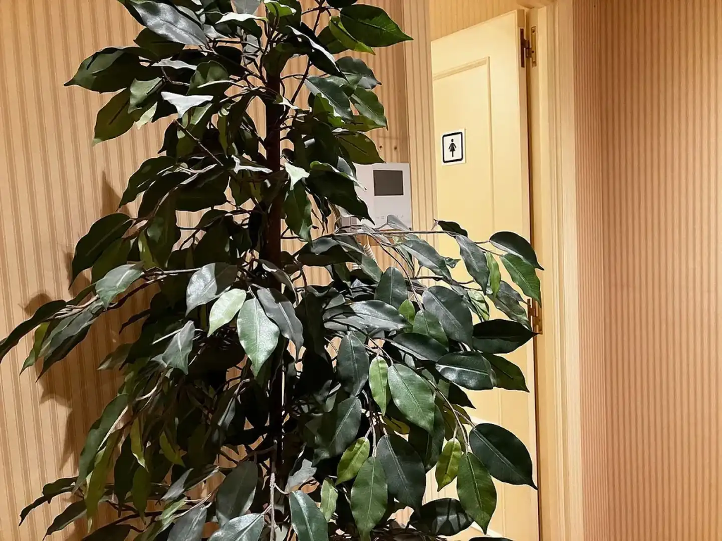 Büro mit Aufzug zur Miete in Oviedo - MARQUES DE PIDAL, imagen 21