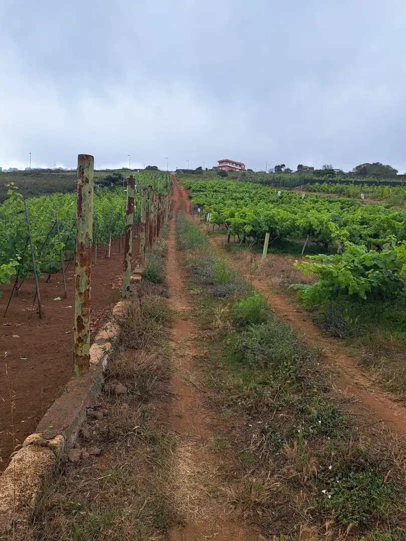 Rural land for sale in El Sauzal, imagen 27