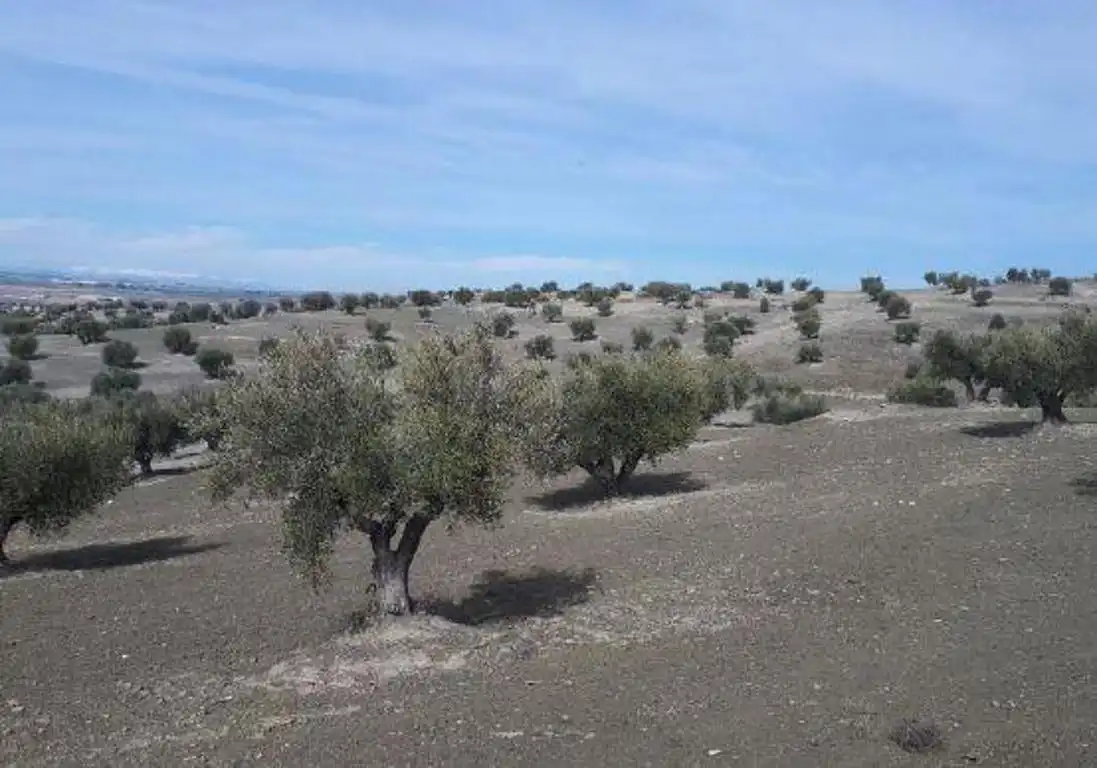 Terreny rústic en venda a Alameda de la Sagra