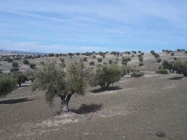 Rural land for sale in Alameda de la Sagra
