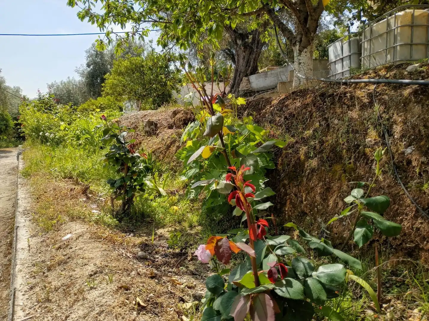 Terreni e lotti in vendita a El Valle, imagen 14