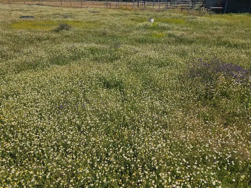 Terreno en venta en Navalmoral de la Mata