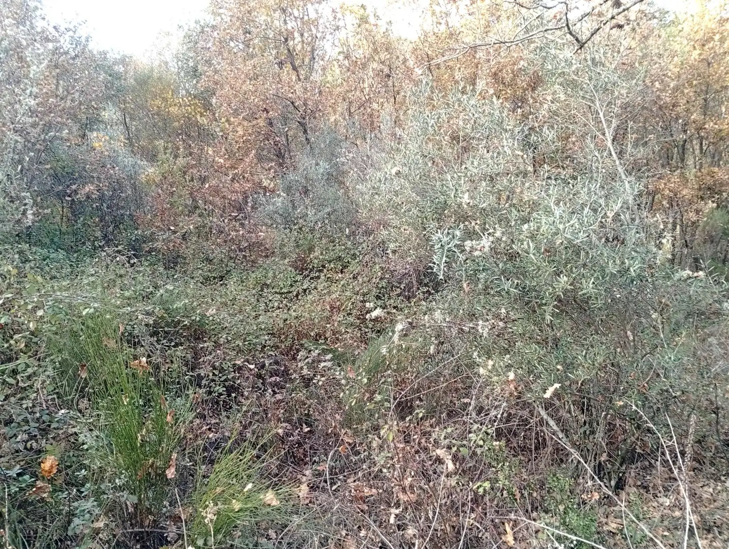 Terreni e lotti in vendita a Viandar de la Vera, imagen 5