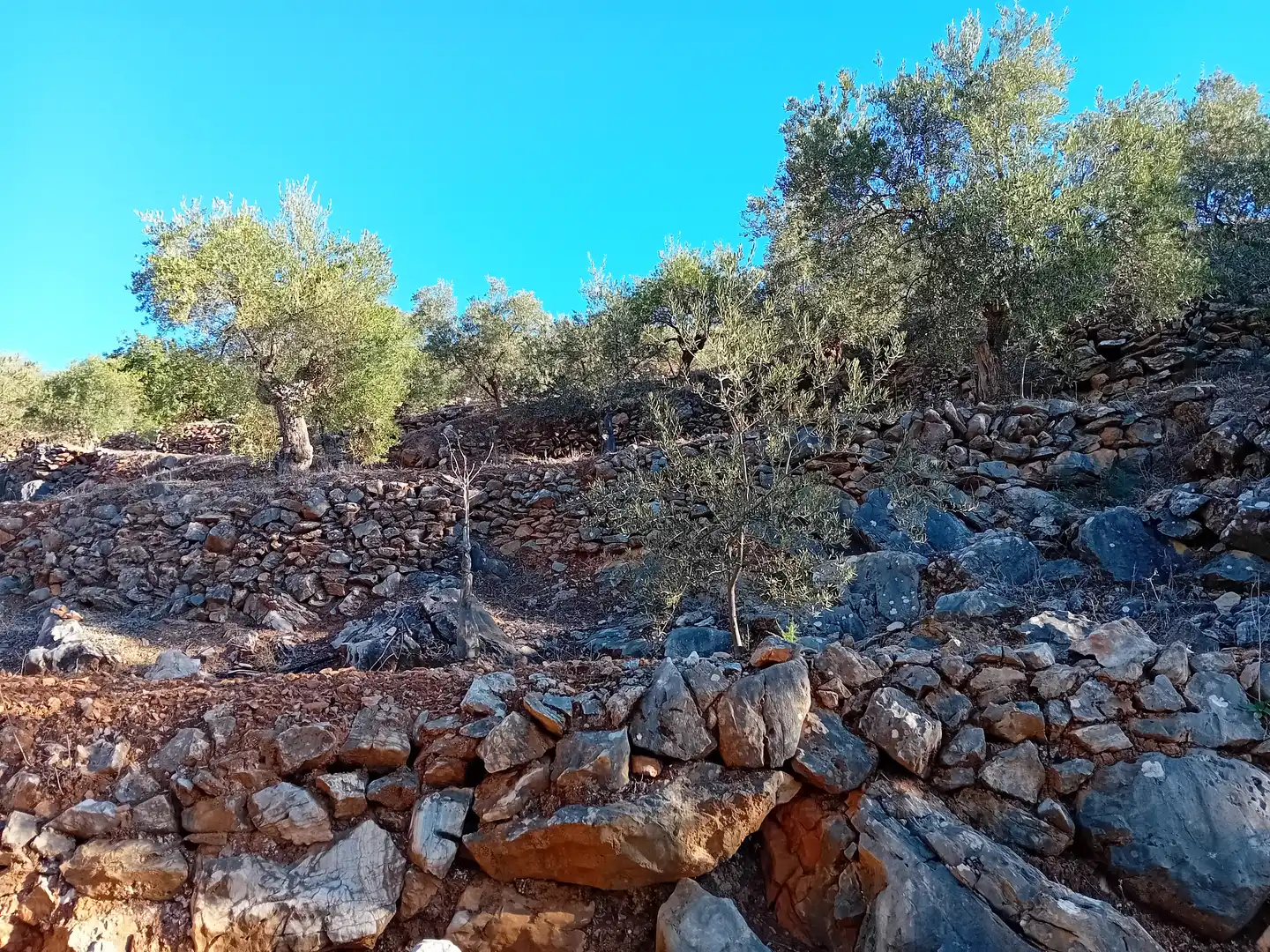 Rural land for sale in Yunquera, imagen 2