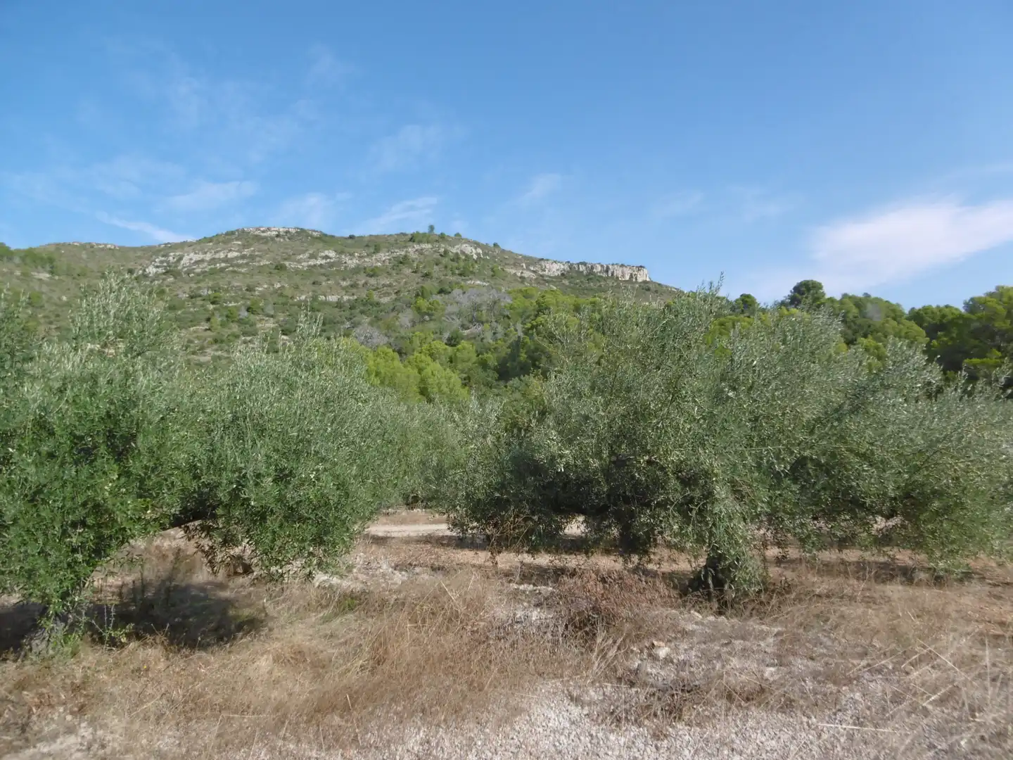 Rustikales Grundstück zum Verkauf in Vial Camino 315, imagen 6