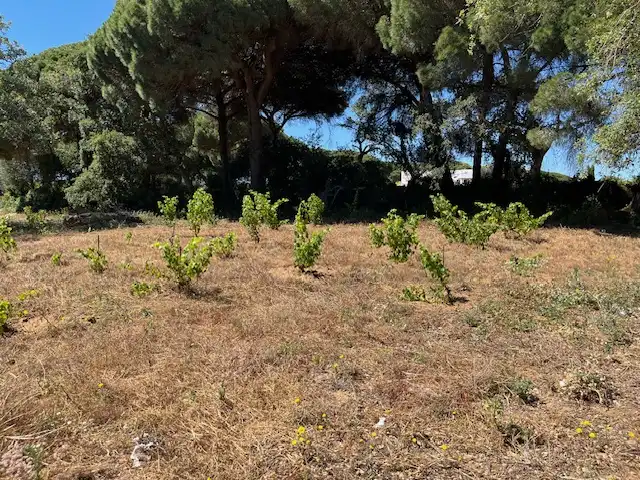 Finca rústica en venta en Vejer de la Frontera