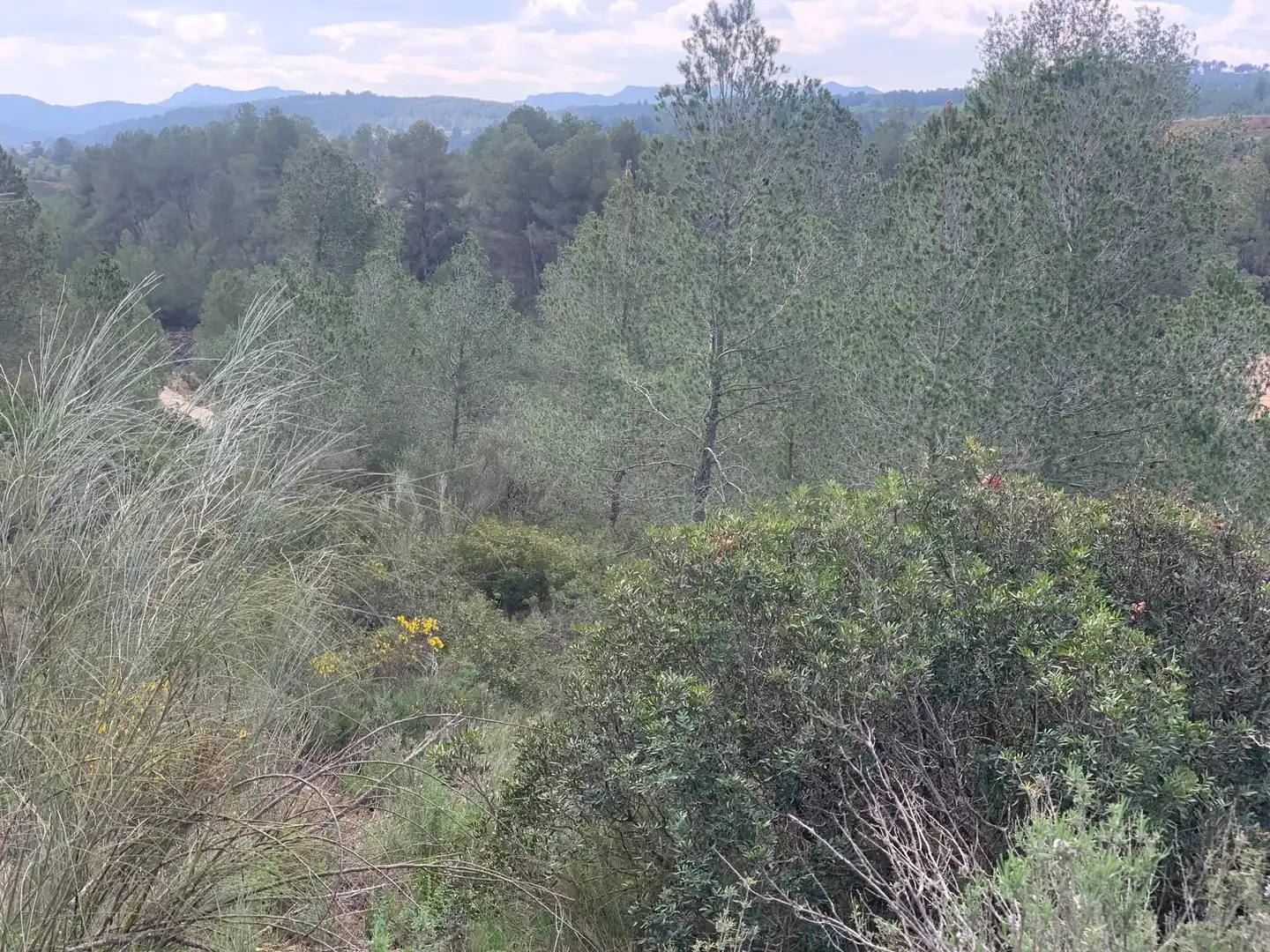 Terreno rustico in vendita a Garcia, imagen 3