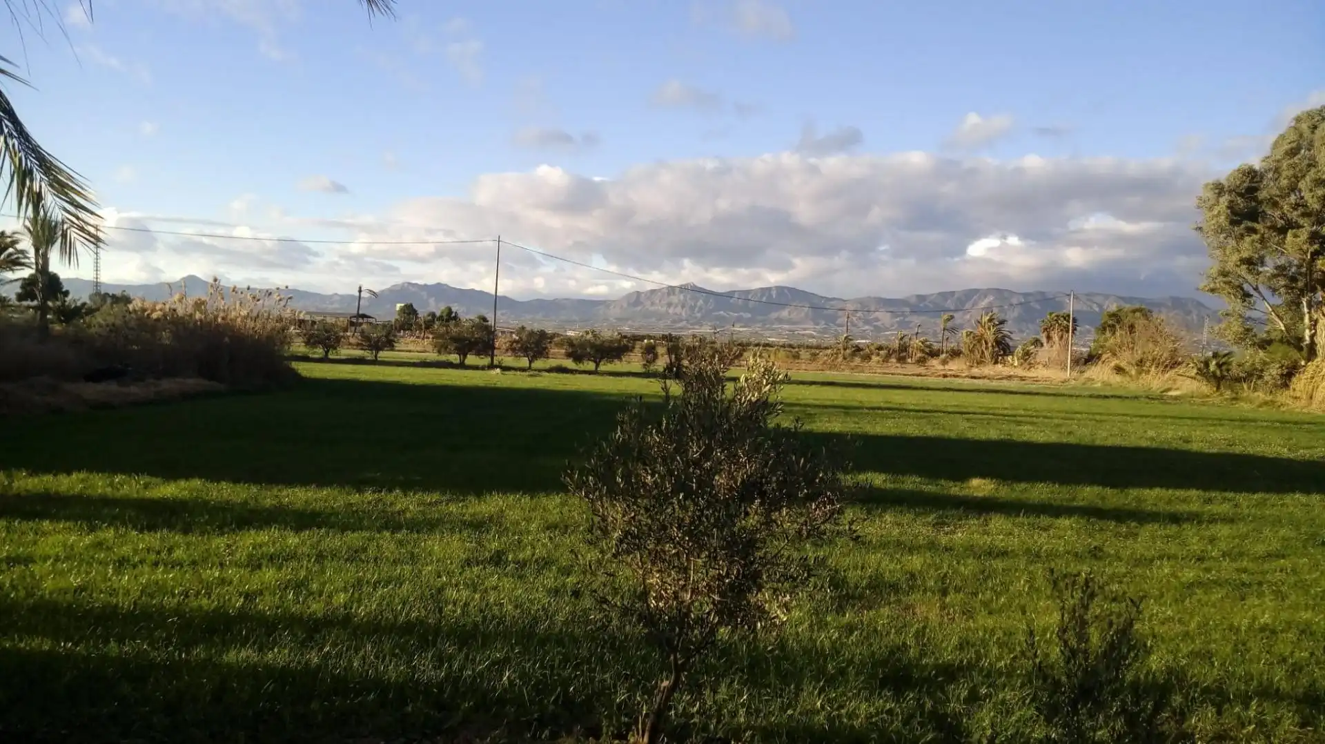 Terreno rustico in vendita a Crevillent