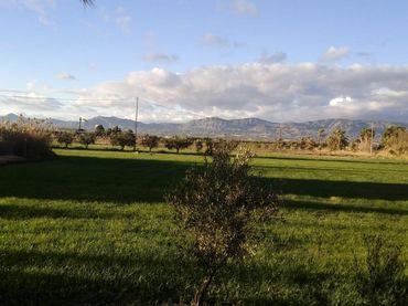 Rural land for sale in Crevillent