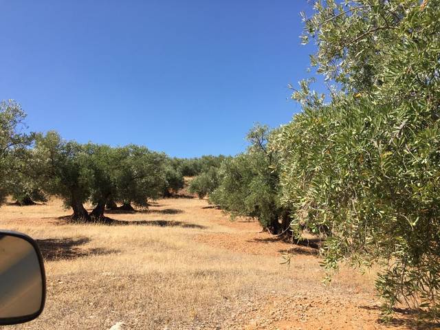 Terreno en Venta en Torres