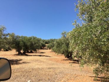 Terreno rustico in vendita a Torres