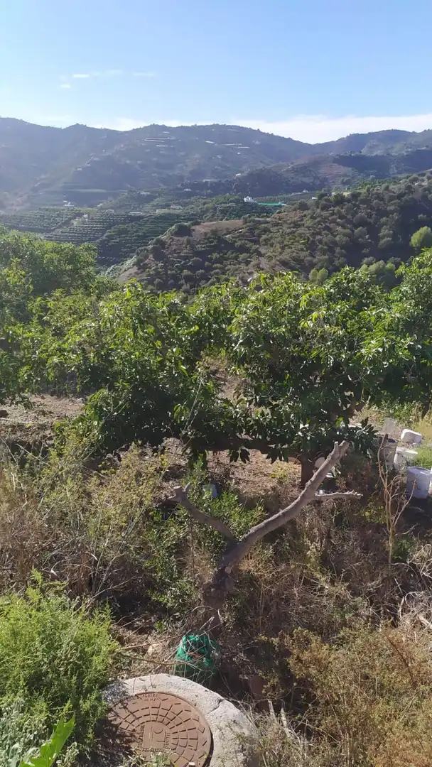Rural land for sale in Frigiliana, imagen 5