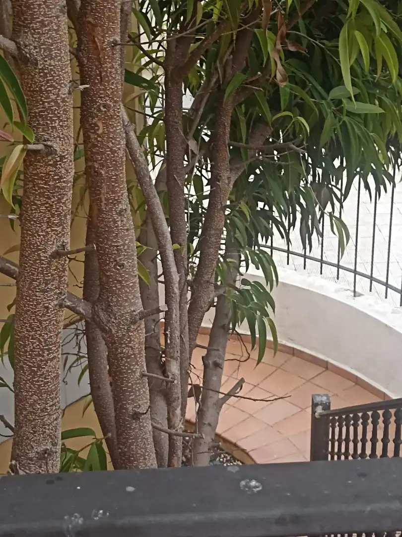 Garten von Maisonette zum Verkauf in Santa Úrsula mit Privatgarten, Möbliert und Ofen
