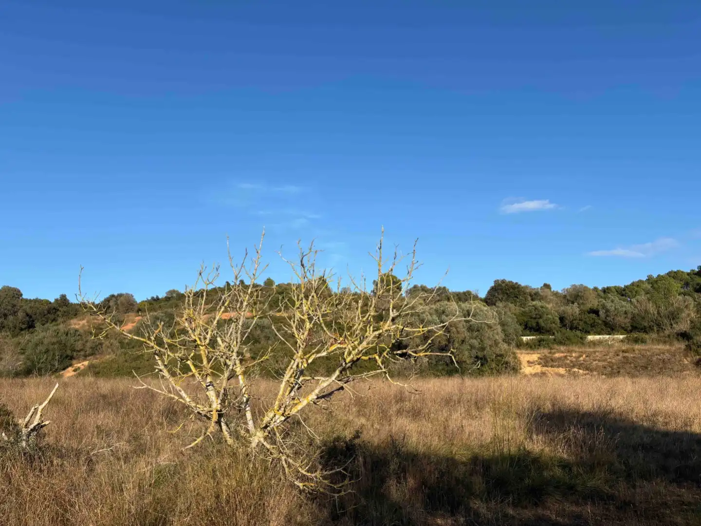 Terreny rústic en venda a Camino de Llabia a Palau S-numero, imagen 18