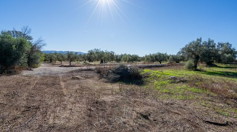 Finca rústica de olivos sin edificación, imatge 5