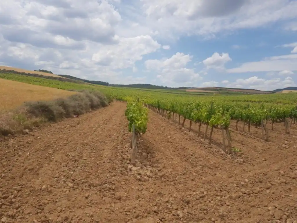 Rural land for sale in c/ palancona, imagen 7
