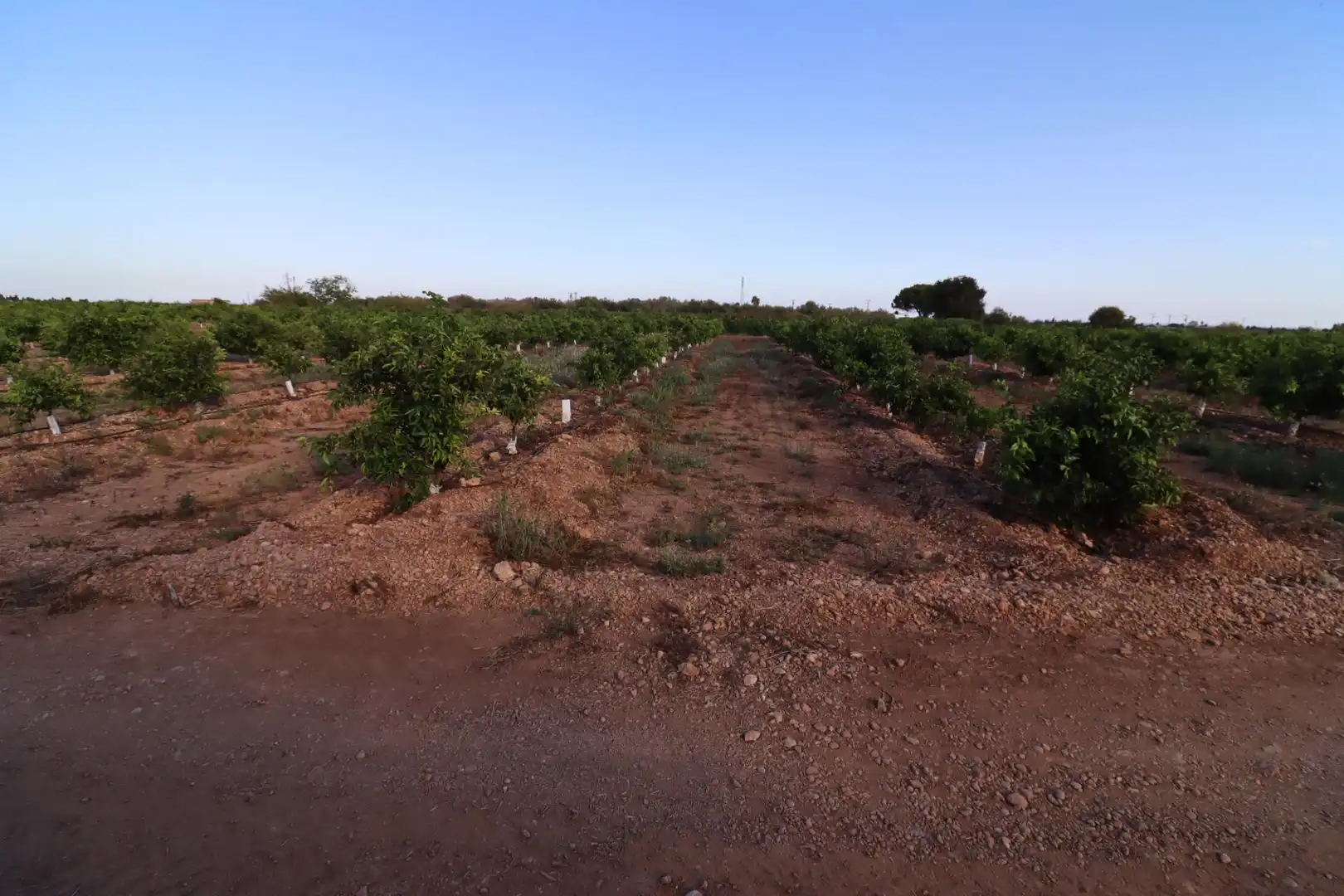 Terreny en venda en Vinaròs