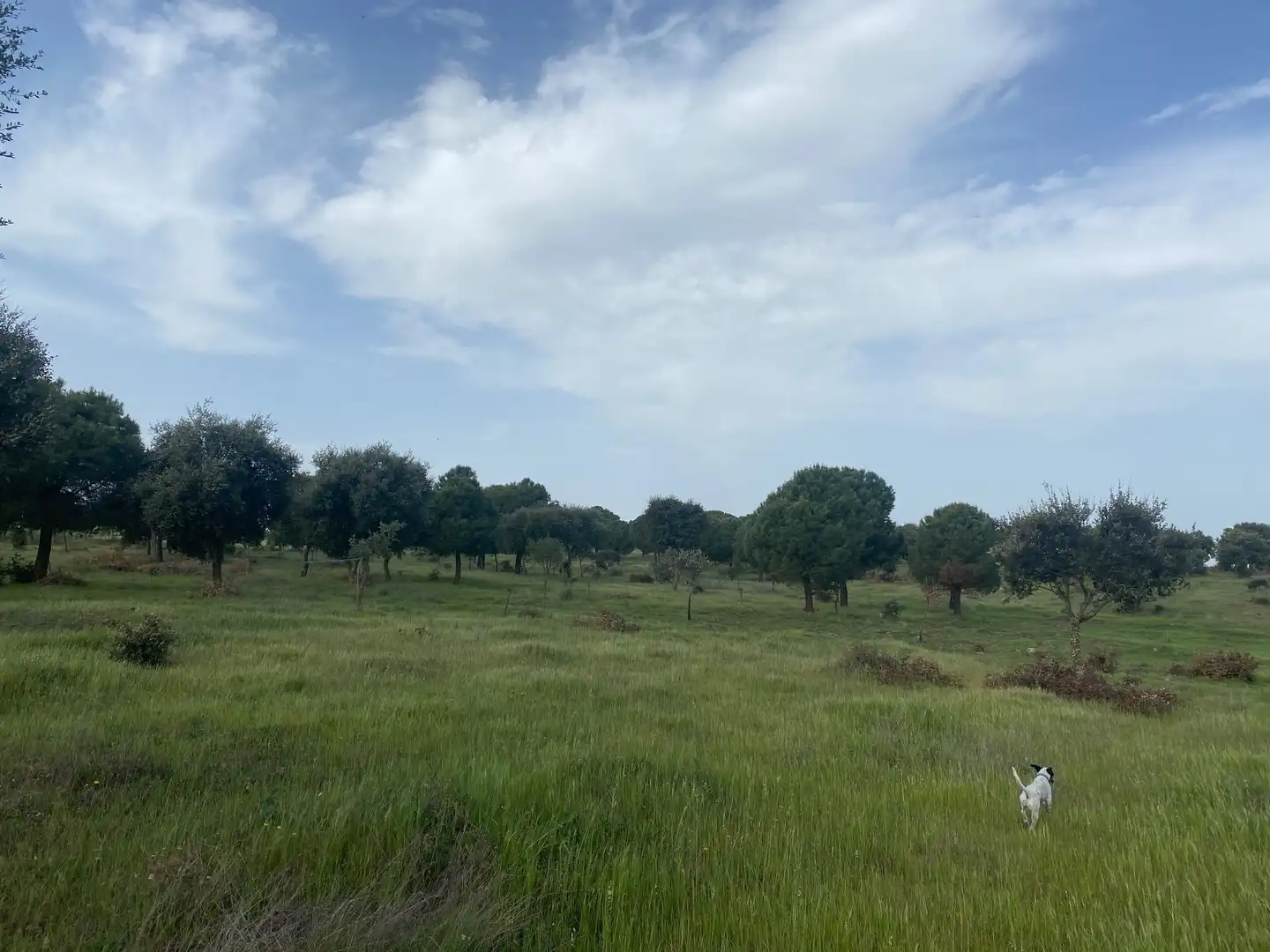 Land for sale in Oropesa