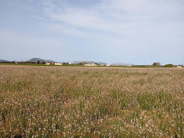 Terreno residencial en Venta en Sa Pobla