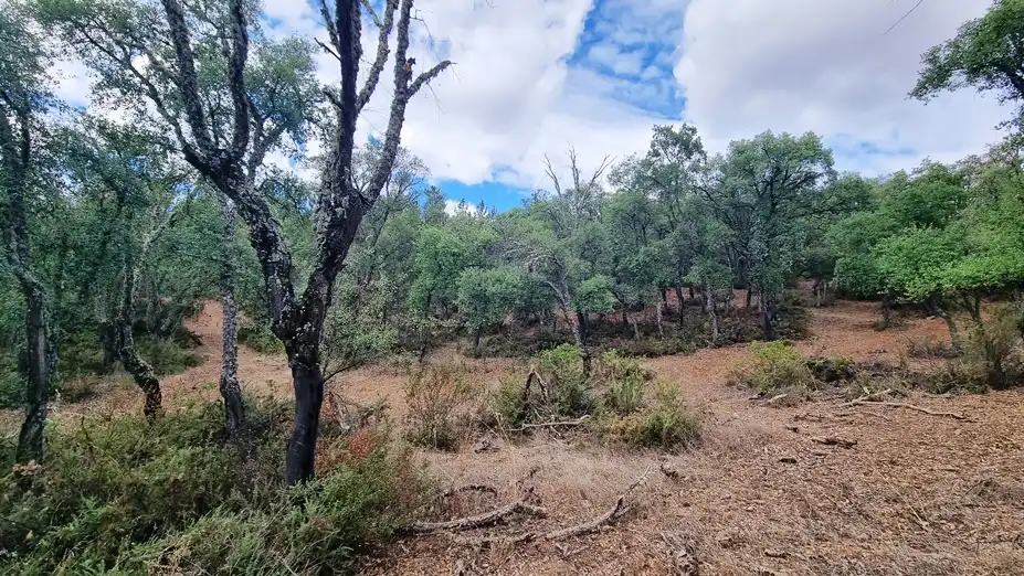 Finca de alcornoques en Higuera de la Sierra, imatge 3