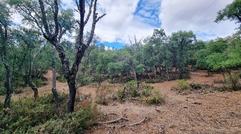 Finca de alcornoques en Higuera de la Sierra, imatge 3
