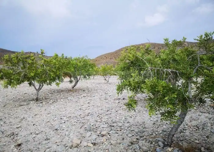 Rural land for sale in Pasaje Valdelentisco 25, imagen 10