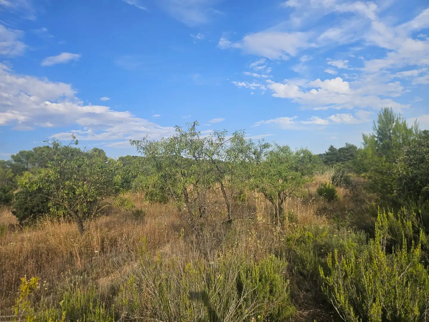 Land for sale in La Pobla de Cérvoles