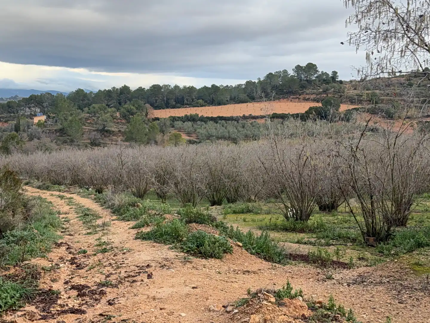 Terrain rustique à vendre à Carretera a la Maso 1G, imagen 12